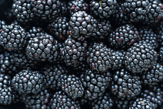 Cerca de moras brillantes, recién cosechadas.