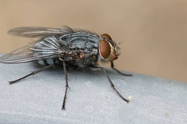 Cerca de una de las moscas bluebottle más comunes