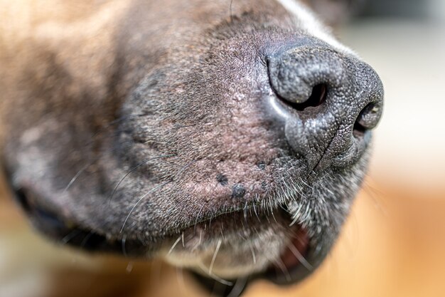 Cerca de la nariz de perro, nariz de labrador en foco.