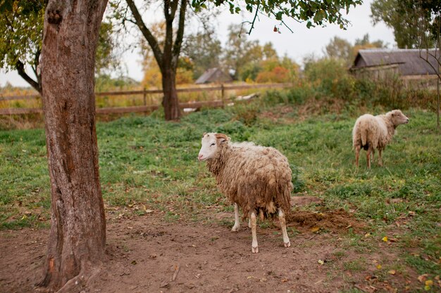 Cerca de ovejas pastando