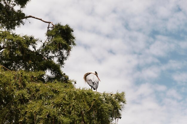 Cerca de pájaro que se queda en el árbol