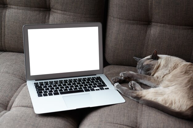 Cerca de la pantalla de la computadora portátil blanca vacía y gato durmiendo en un interior moderno y acogedor en casa. Concepto de tranquilidad, comodidad, cuidado de mascotas y estilo de vida.