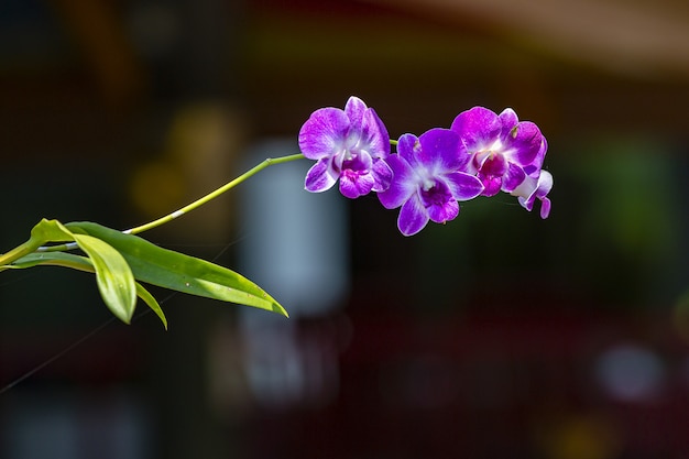 Cerca de la pequeña flor violeta