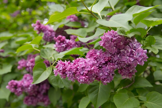 Cerca de pequeñas flores.