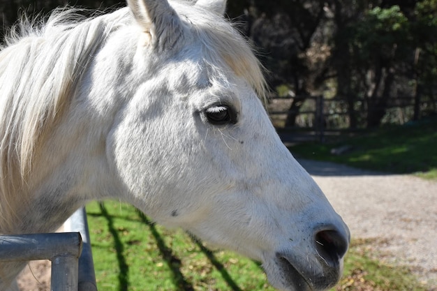 De cerca el perfil lateral de un caballo blanco en un turno.