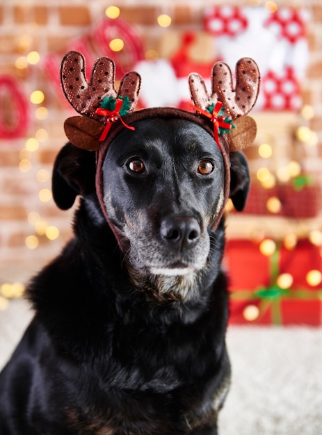 Foto gratuita cerca de perro triste con cuernos de reno