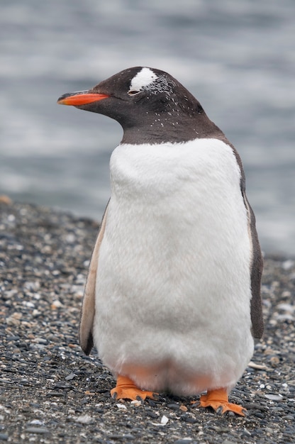 Cerca de pingüino en la orilla del mar en Ushuaia