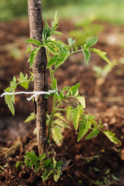 Cerca de la planta estacada en el jardín