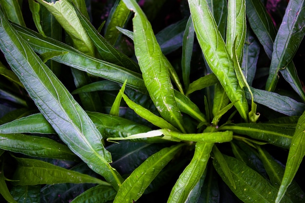 Cerca de las plantas verdes