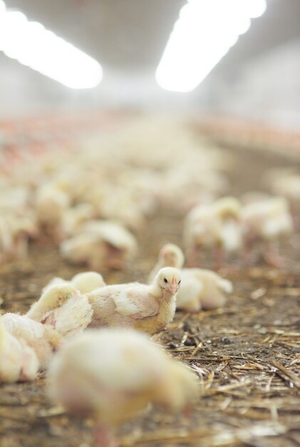 Cerca de pollo joven en el espacio agrícola