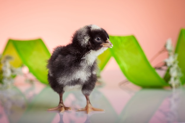 Cerca de pollo recién nacido negro