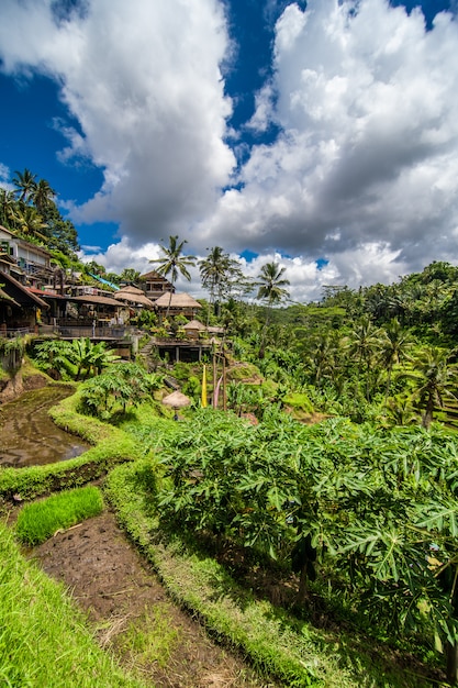 Foto gratuita cerca del pueblo cultural de ubud hay una zona conocida como tegallalang que cuenta con los arrozales en terrazas más espectaculares de todo bali.