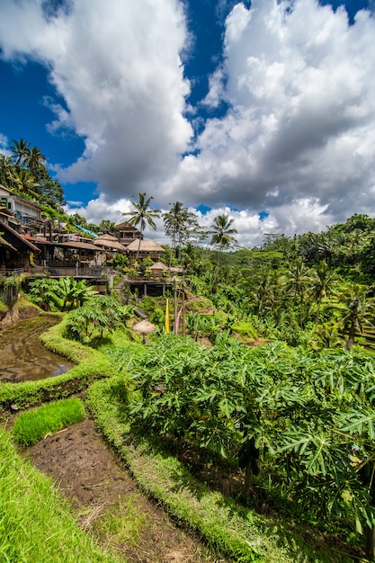 Cerca del pueblo cultural de Ubud hay una zona conocida como Tegallalang que cuenta con los arrozales en terrazas más espectaculares de todo Bali.