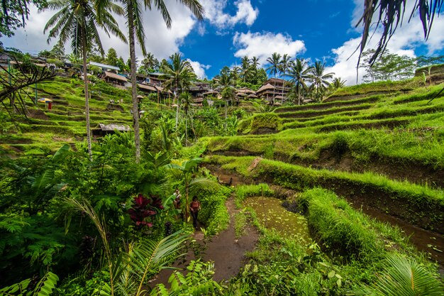 Cerca del pueblo cultural de Ubud hay una zona conocida como Tegallalang que cuenta con los arrozales en terrazas más espectaculares de todo Bali.
