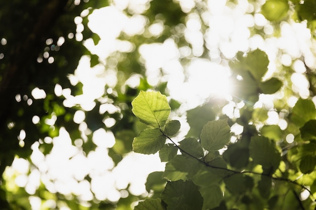 Foto gratuita cerca de las ramas en el bosque