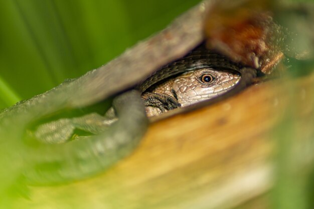 Cerca de reptil lagarto