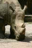 Foto gratuita cerca de rinoceronte
