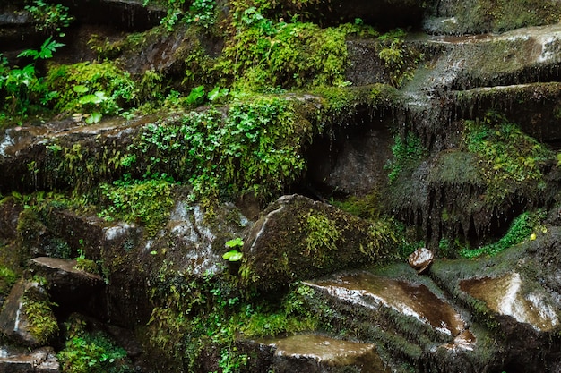 Cerca de rocas mojadas y hierba