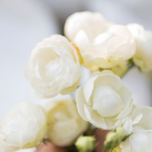 Cerca de rosas blancas naturales