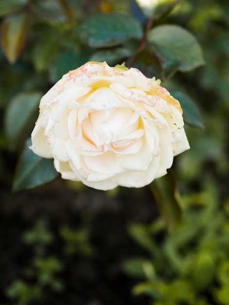 Cerca de simple rosa blanca