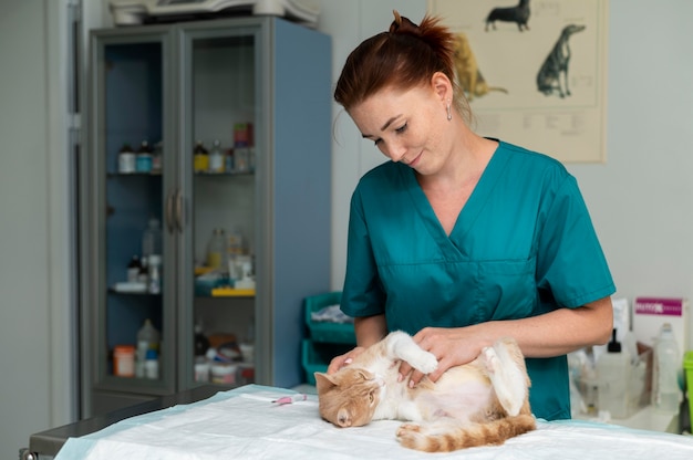 Cerca de veterinario cuidando gato