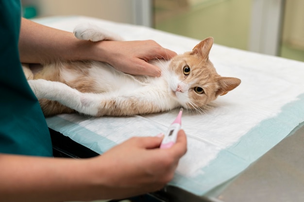 Cerca de veterinario cuidando gato