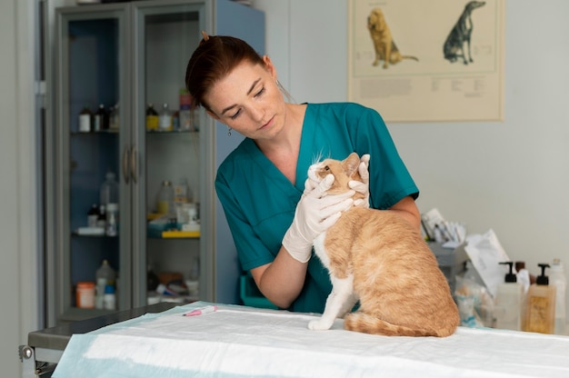 Cerca de veterinario cuidando gato