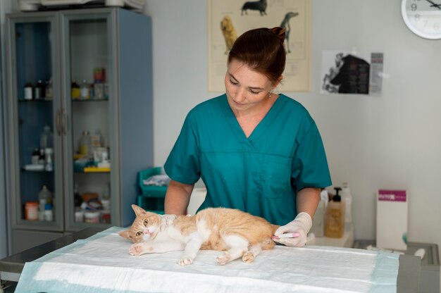 Cerca de veterinario cuidando gato