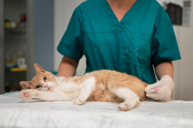 Cerca de veterinario cuidando gato