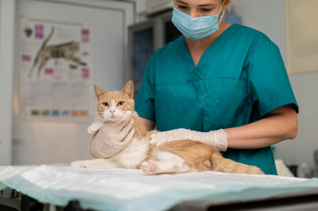 Cerca de veterinario cuidando gato