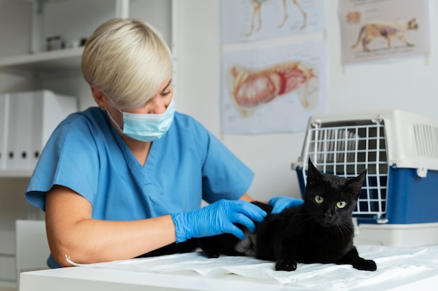 Cerca de veterinario cuidando gato