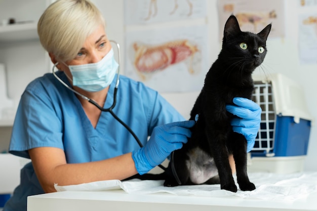 Foto gratuita cerca de veterinario cuidando gato