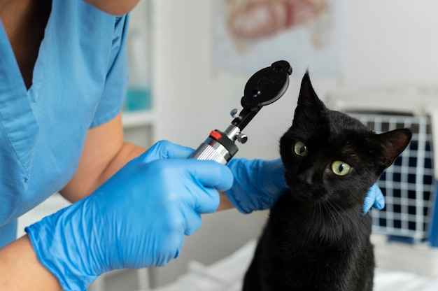 Cerca de veterinario cuidando gato