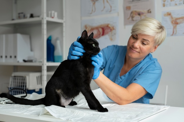 Cerca de veterinario cuidando gato