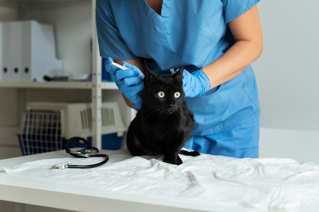 Cerca de veterinario cuidando gato