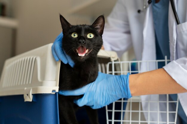 Cerca de veterinario cuidando gato