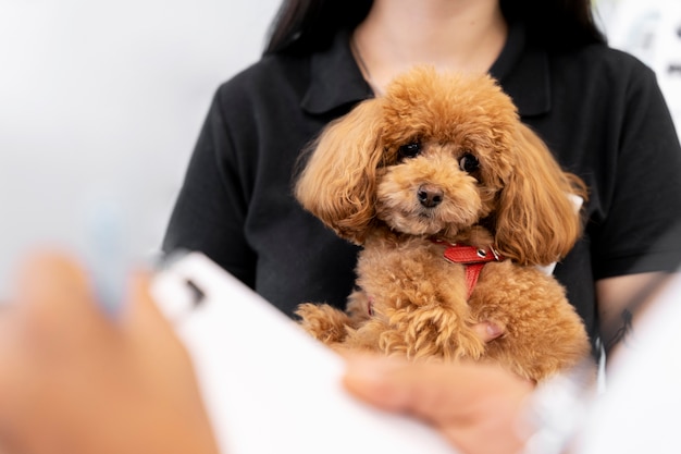 Cerca de veterinario cuidando mascota