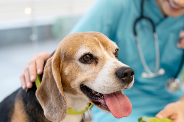 Cerca de veterinario cuidando mascota