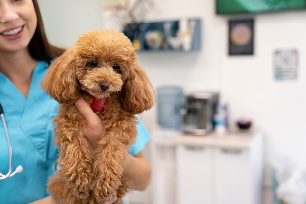 Cerca de veterinario cuidando mascota