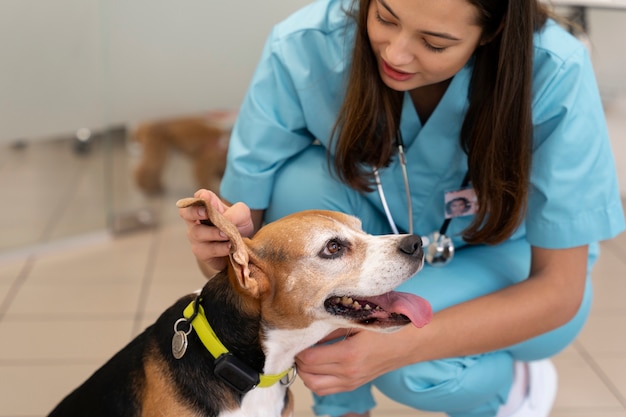 Cerca de veterinario cuidando mascota