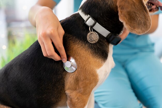 Cerca de veterinario cuidando mascota