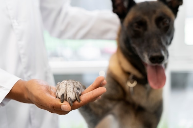 Cerca de veterinario cuidando mascota