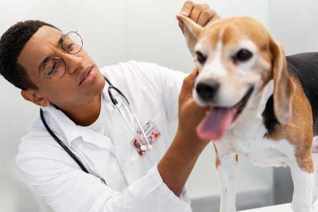 Cerca de veterinario cuidando mascota