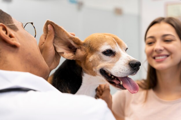 Cerca de veterinario cuidando mascota