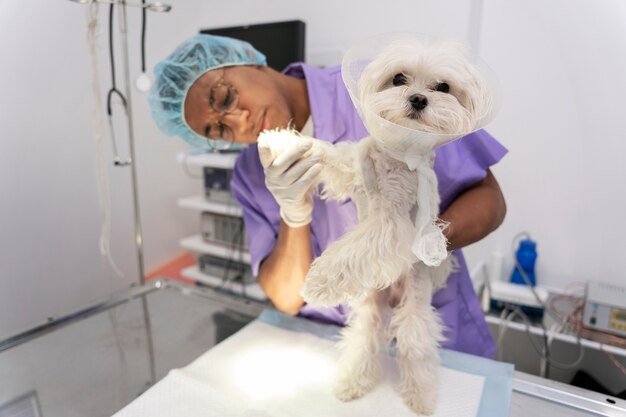 Cerca de veterinario cuidando mascota