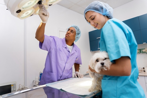 Cerca de veterinario cuidando mascota