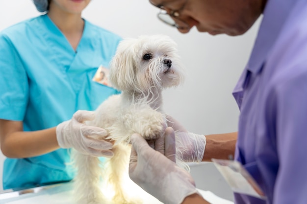 Foto gratuita cerca de veterinario cuidando mascota