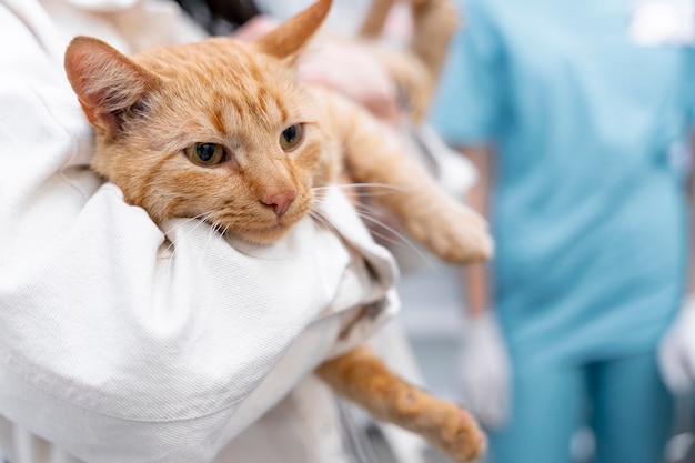 Cerca de veterinario cuidando mascota