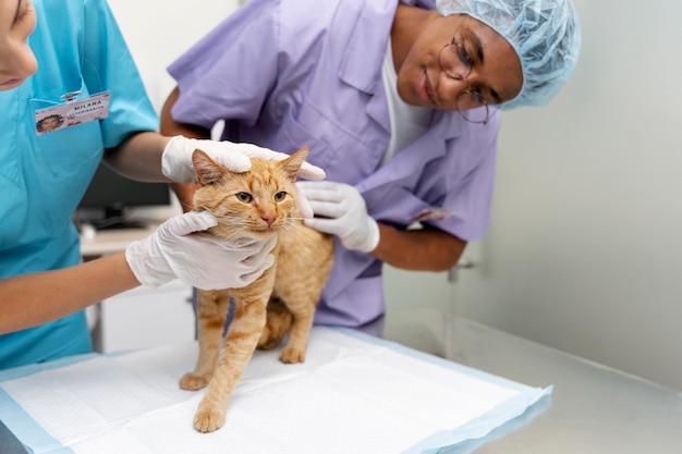 Cerca de veterinario cuidando mascota