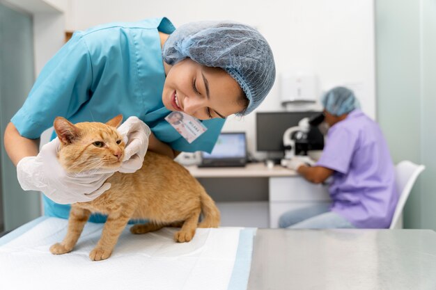 Cerca de veterinario cuidando mascota